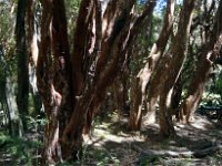 13_Bosque_de_Arrayanes_Ausflug