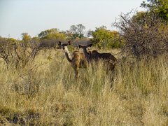 GD24_Grosser_Kudu