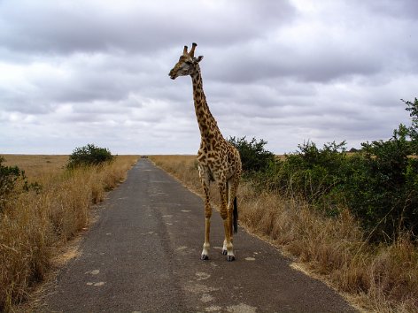 02_Nairobi_Wildlife_Park
