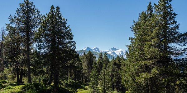 Aufstieg Hohgant Blick Eiger Mönch Jungfrau